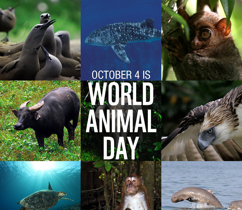 4 oktobar dan zaštite životinja 3