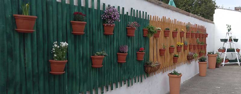 biljke na zidu 5