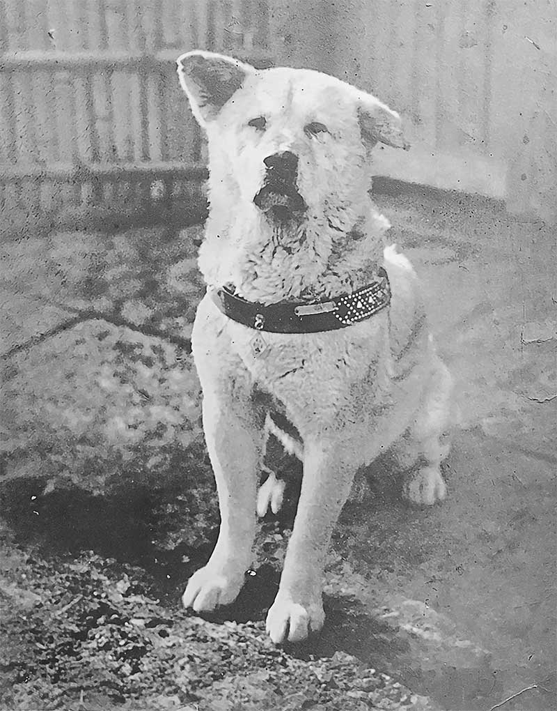 Hachiko