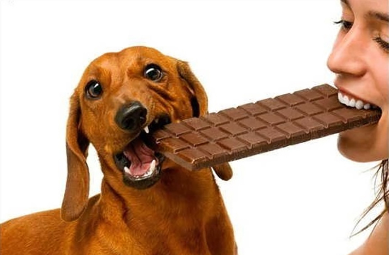 Cokolada i psi