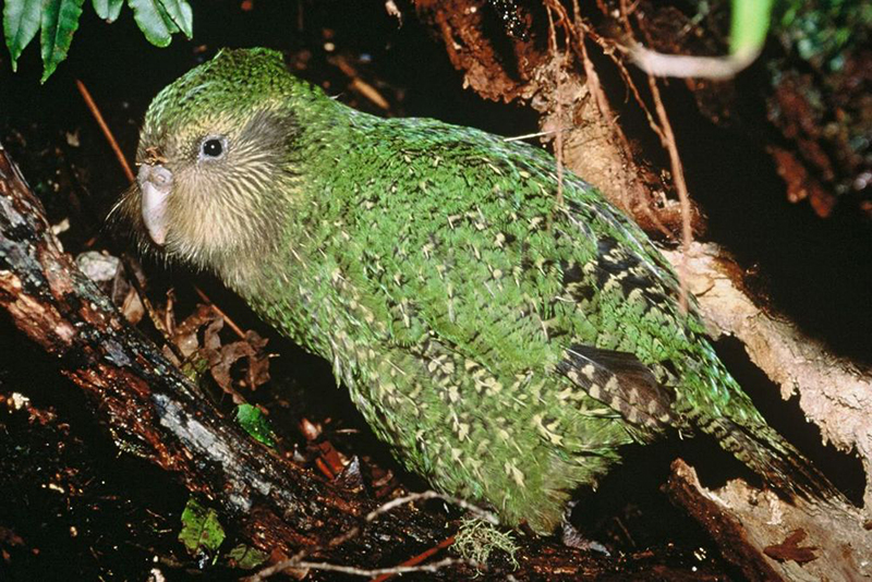 kakapo