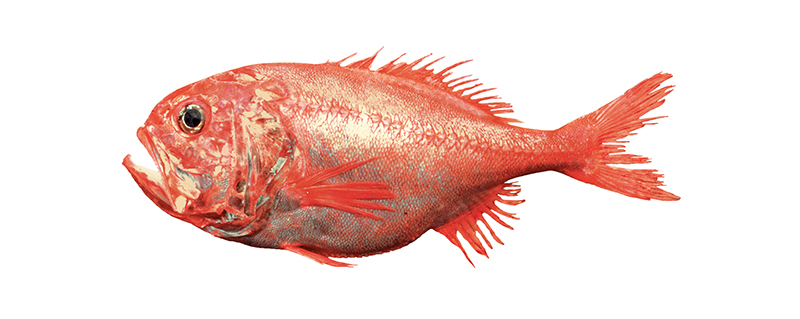 orange roughy 1