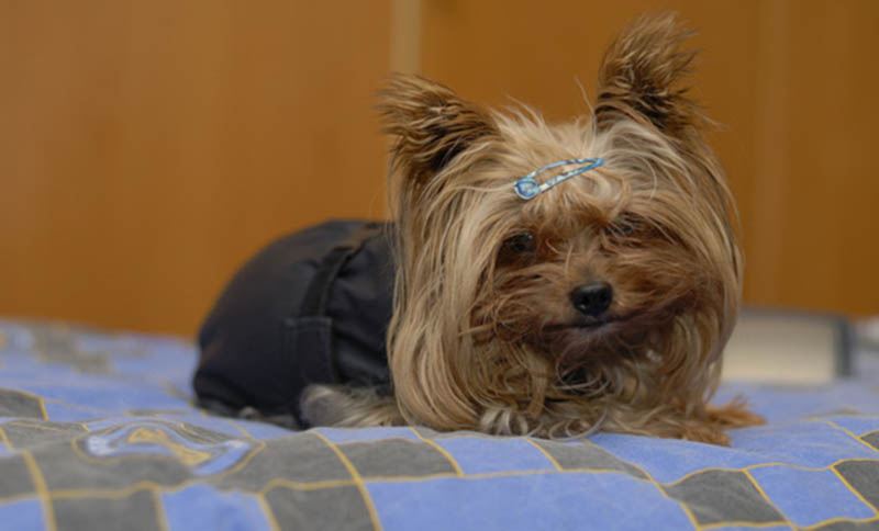 10 Yorkshire Terrier 