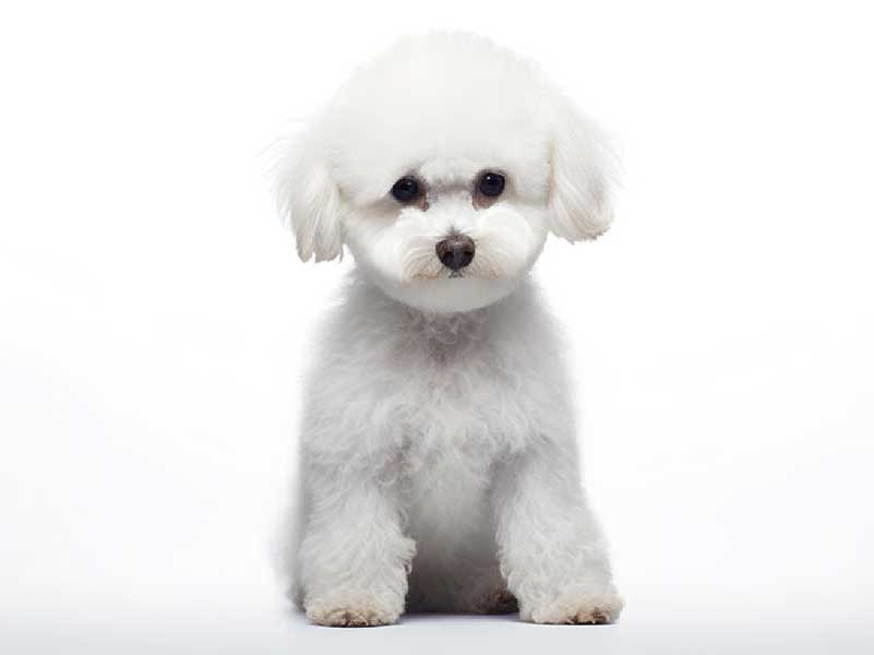 TOY PUDLA COVER 5