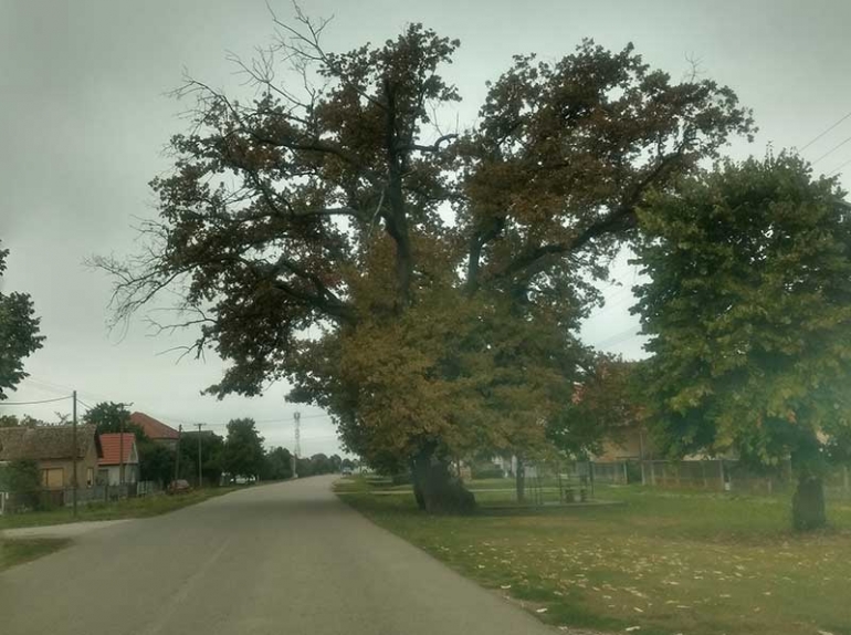 ZEKIN GRM – MAČVANSKI SPOMENIK PRIRODE