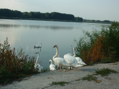 LABUDOVI NA JEZERIMA RIBARSKOG GAZDINSTVA &quot;EČKA&quot;  PORED ZRENJANINA