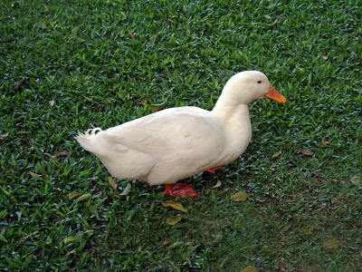 ПАТКЕ &ndash; ТИХИ ЧУВАРИ БАШТЕ