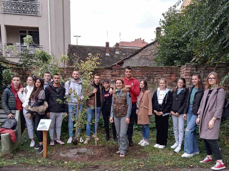 SAĐENЈE HRASTA LUŽNЈAKA U MITROVAČKOJ GIMNAZIJI