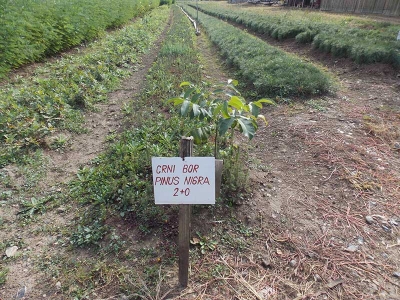 OŠ „VUK KARADŽIĆ“, KRALJEVO - RASADNIK LEPOTE I ZELENILA