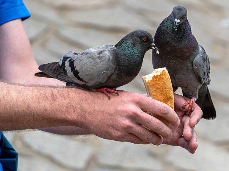 ZAŠTO ISHRANA BELIM HLEBOM UBIJA PTICE?