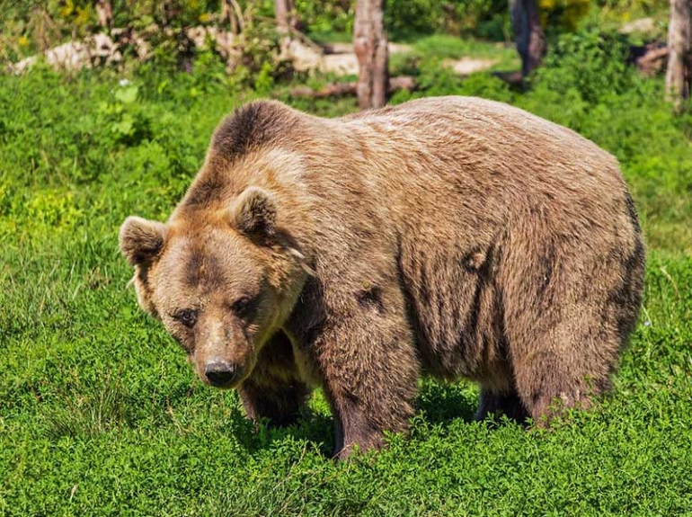 ŠKOLA BONTONA ZA MEDVEDE